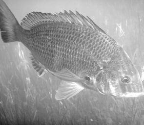 There are still times when bream throw caution to the wind but they are becoming less frequent.